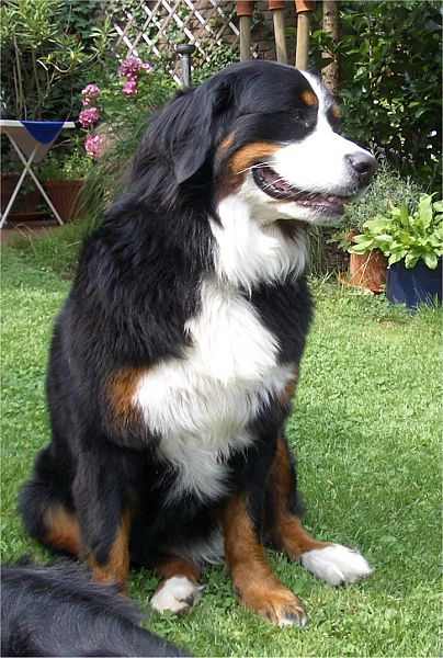 Berner Sennenh�ndin Alexa