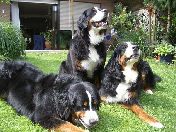 Berner Sennenh�ndin Alexa mit Ginja und Domino